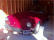 Copyright ©2011 Gullwing Motor Cars, Inc.